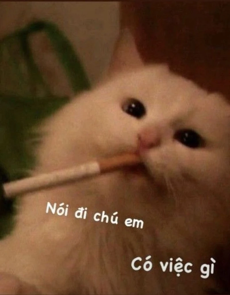 Thể hiện phong cách riêng qua bựa meme mèo bựa