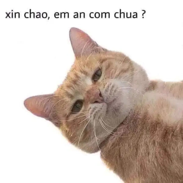 Meme mèo chào dễ thương, biểu cảm ngộ nghĩnh