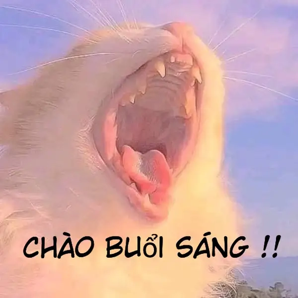 Meme chào tạm biệt hài hước, khiến ai cũng bật cười