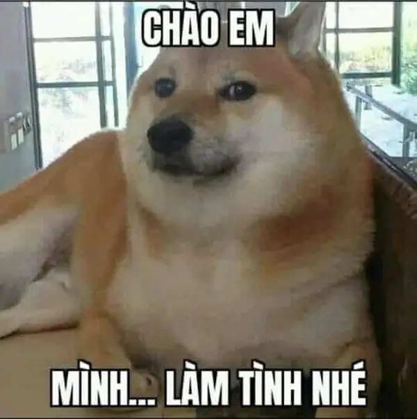 Meme gấu trúc xin chào ngộ nghĩnh, biểu cảm đáng yêu