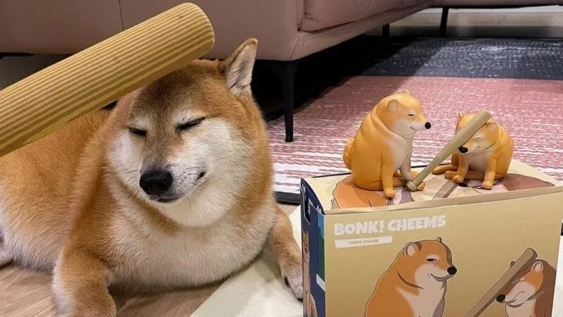 Doge meme cheems siêu hài không thể bỏ lỡ