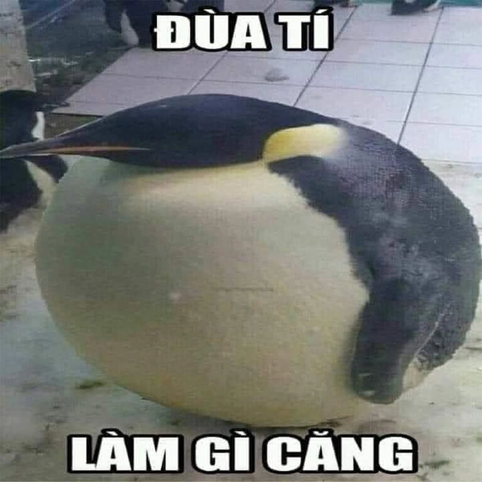 Tìm ngay những ảnh chim meme cực chất và vui nhộn