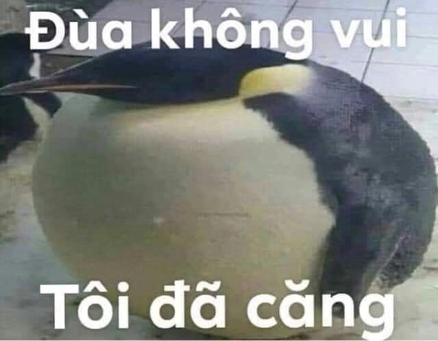 Thử ngay cảm giác chim cánh cụt căng với loạt meme mới nhất