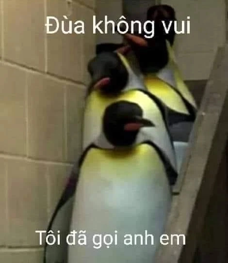 Hài hước hơn với những meme cánh cụt cute siêu dễ thương