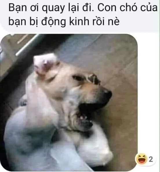 Chó meme hài với biểu cảm khó đỡ