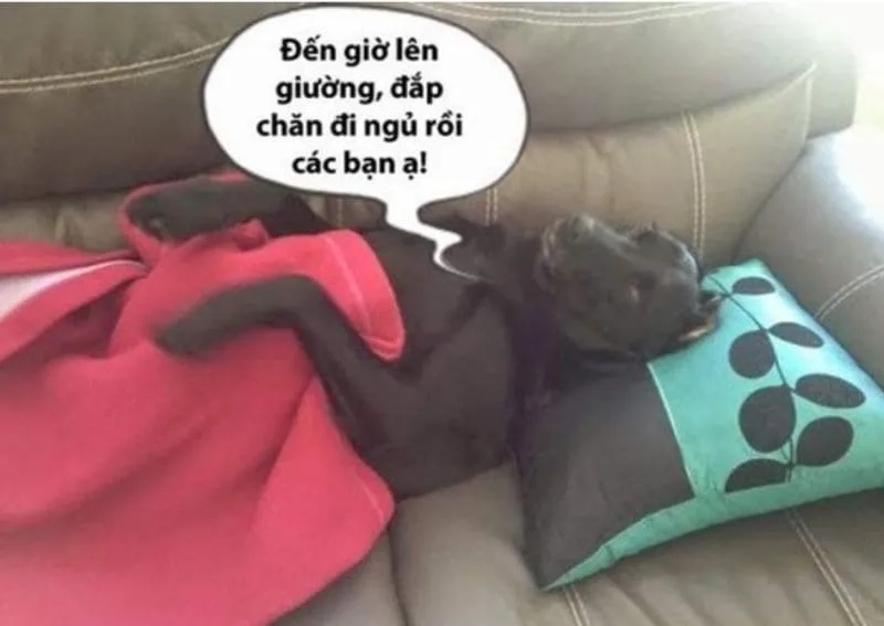 Khám phá meme ngủ ngon hài để gửi tặng nụ cười cuối ngày