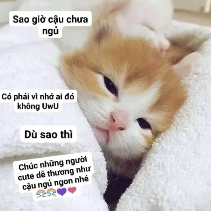 Mèo ngủ meme mang lại cảm giác bình yên và vui vẻ