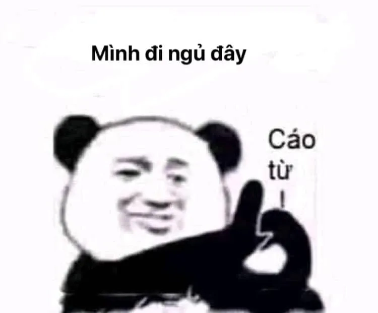 Meme mèo ngủ dậy hài hước tạo tiếng cười mỗi sáng