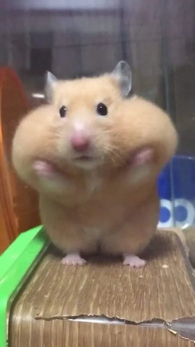 Hình ảnh meme chuột hamster cute đáng yêu làm sáng ngày