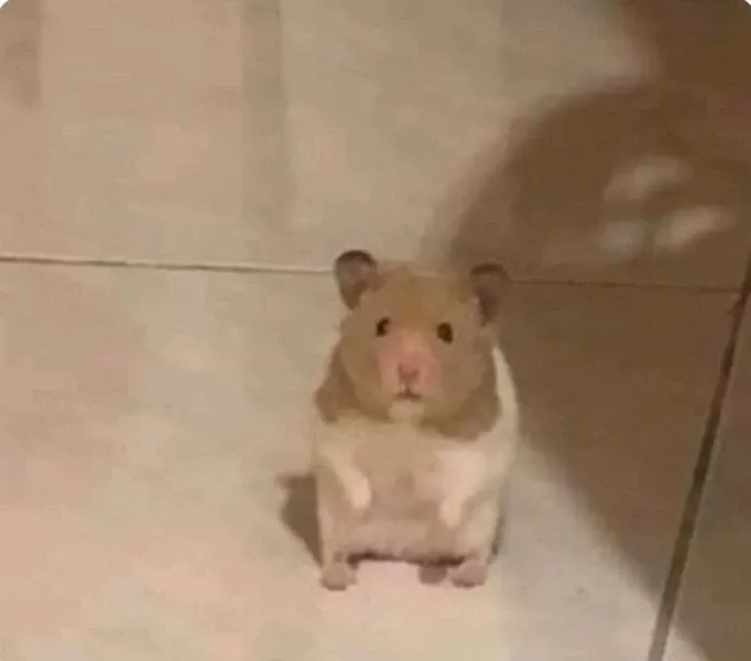 Cười sảng khoái với hài hước meme chuột hamster