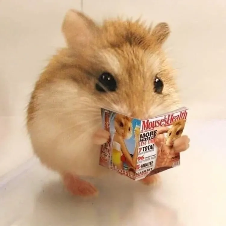 Những khoảnh khắc hài hước với ảnh con chuột hamster meme