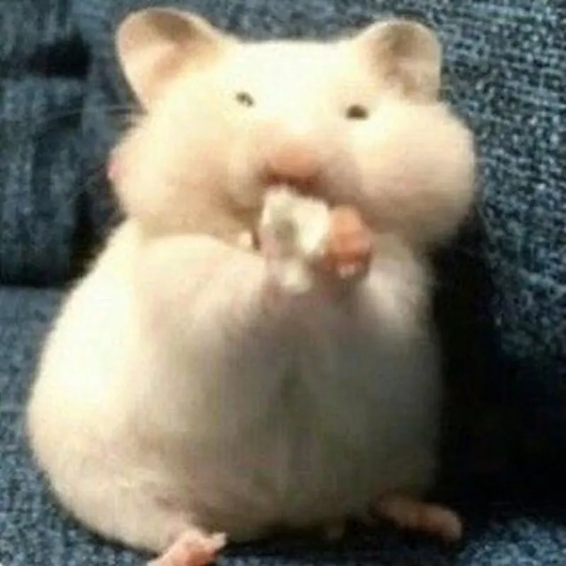 Hài không đỡ nổi với meme chuột hamster cầm thánh giá