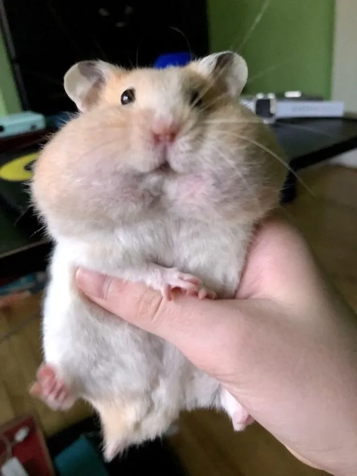 Khám phá meme chuột hamster chạy xe siêu ngầu