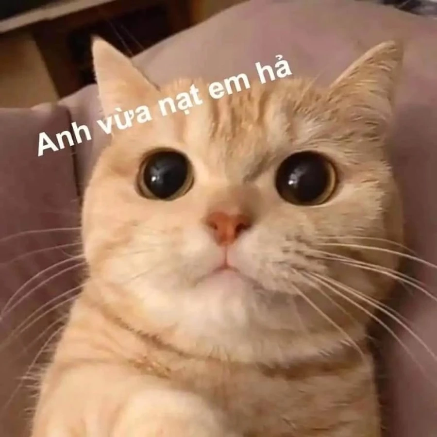 Meme con mèo cute với biểu cảm đáng yêu