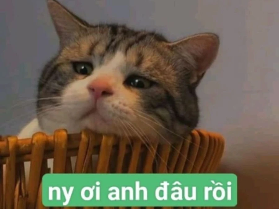 Mèo meme cute là lựa chọn không thể thiếu của tín đồ yêu mèo