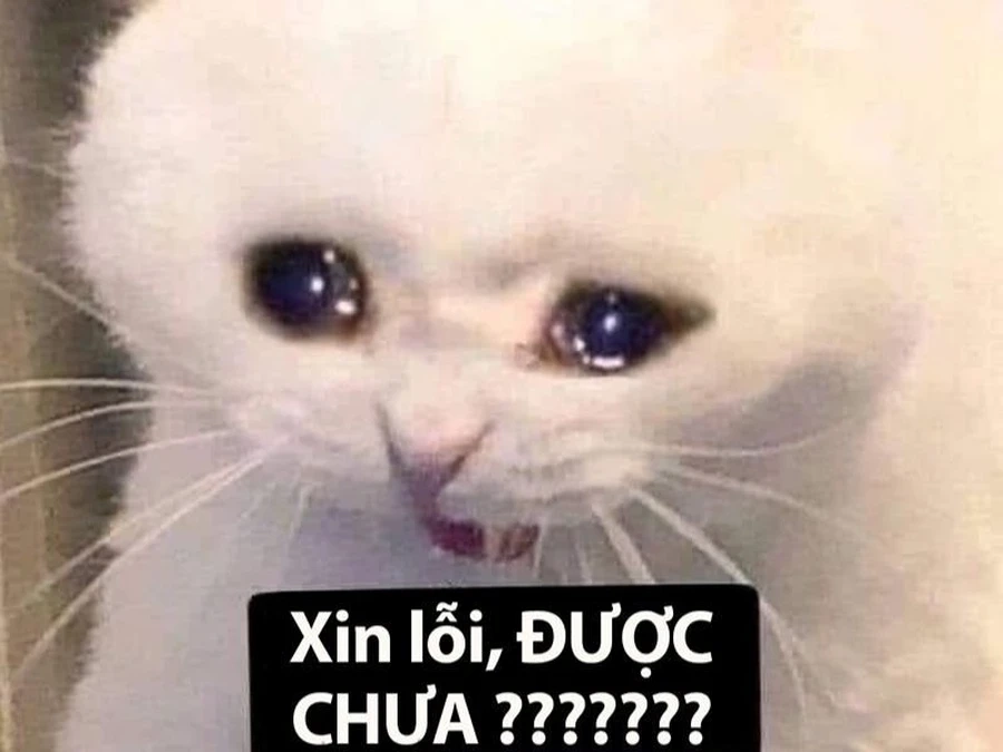 Hãy gửi meme xin chào đáng yêu để bắt đầu cuộc trò chuyện