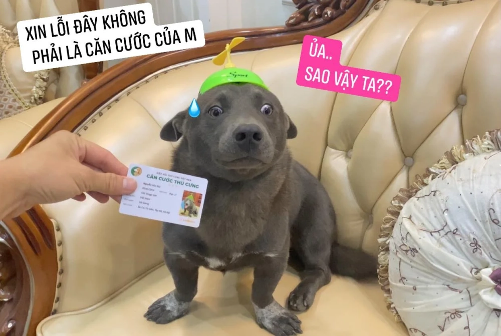 Góc nhìn độc đáo trong dog side eye meme