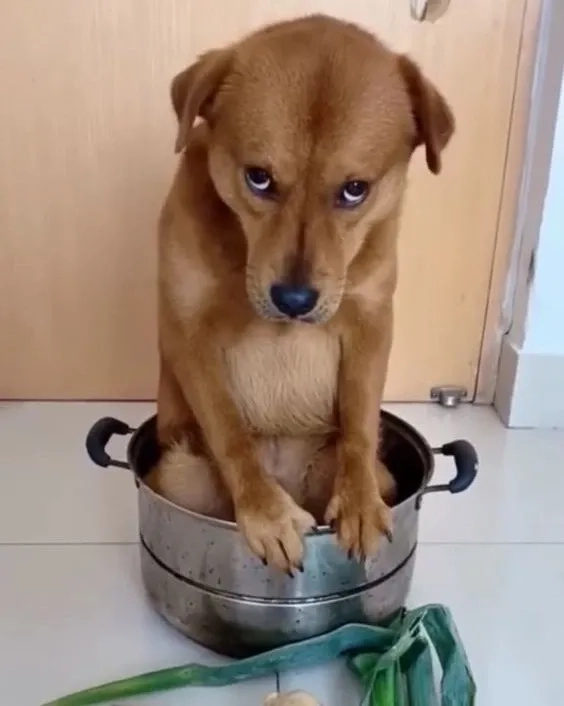 Những sad dog meme mang đầy cảm xúc khó quên