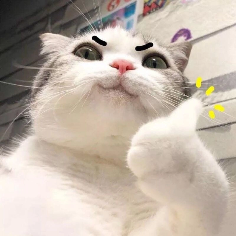 Face cat meme face mang lại tiếng cười không ngớt