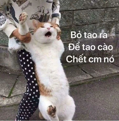 Những ảnh meme giận dỗi khiến ai cũng bật cười