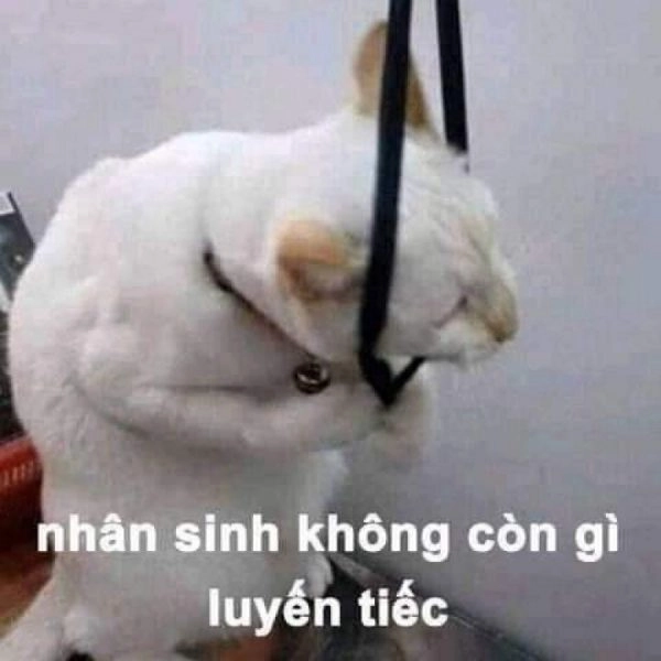 Ảnh meme còn cứu được với biểu cảm cực kỳ hài