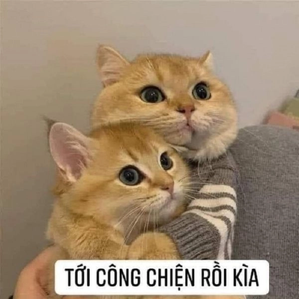 Meme mèo cầm dao mang đến những tình huống hài hước và thú vị đầy bất ngờ