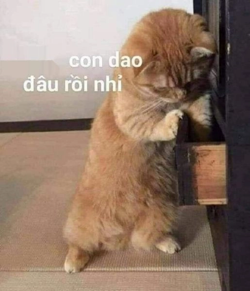 Meme con mèo sẽ khiến bạn cảm thấy dễ chịu và vui vẻ trong những phút giây thư giãn