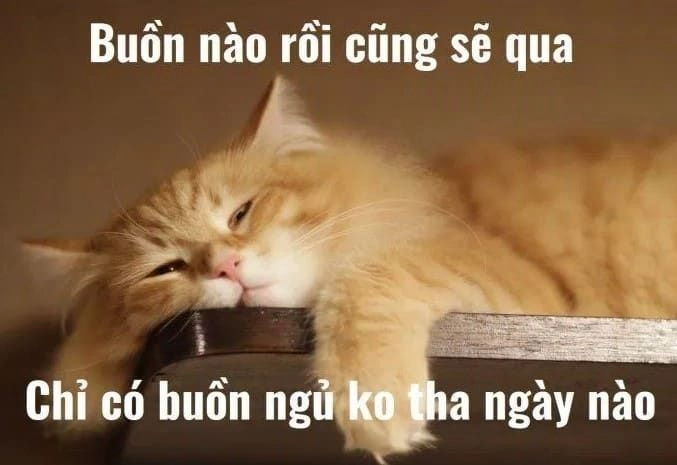 Không khí ngày Tết vui nhộn với meme mèo tết