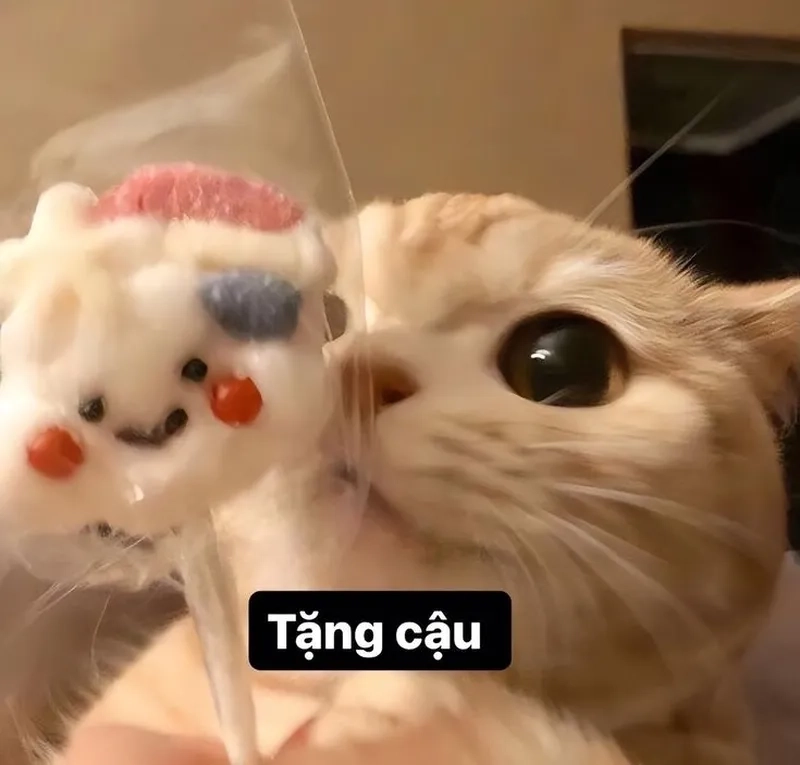 Hình ảnh mèo cute meme tặng hoa khiến bạn phải tan chảy vì độ đáng yêu của mèo.