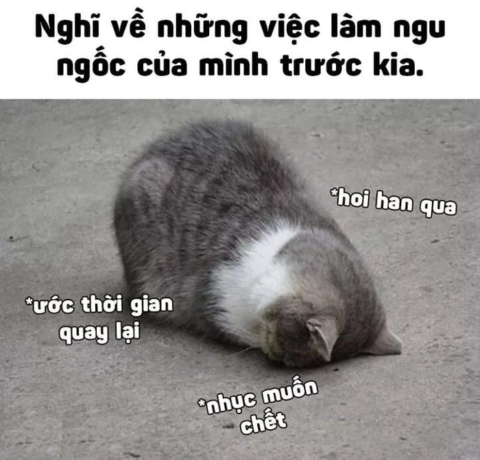 Biểu cảm mang tính chữa lành không thể thiếu meme thuốc trị ngu