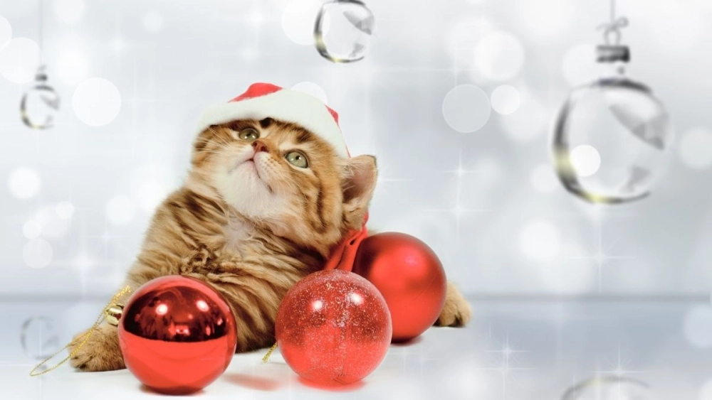 Cat noel meme này thật hài hước, tạo không khí Giáng sinh thêm phần đặc biệt.