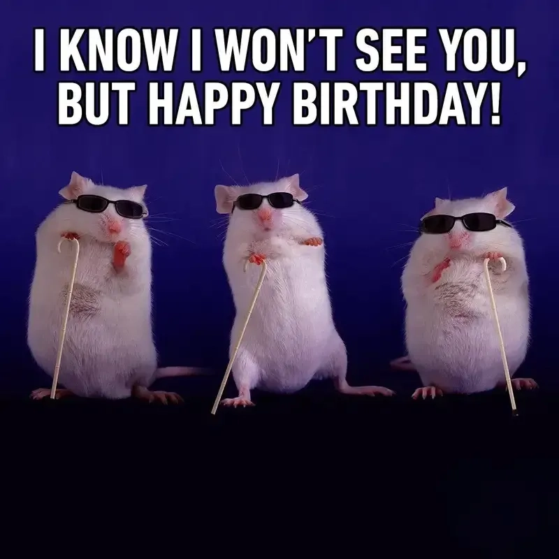 Meme happy birthday cat đáng yêu cho ngày sinh nhật