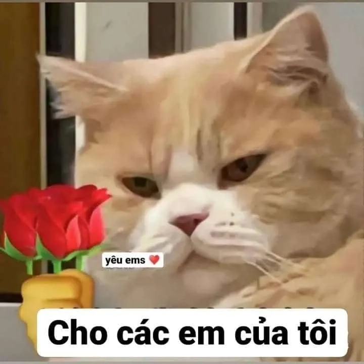 Tặng hoa hồng meme mèo cute dễ thương, ngọt ngào và đáng yêu.