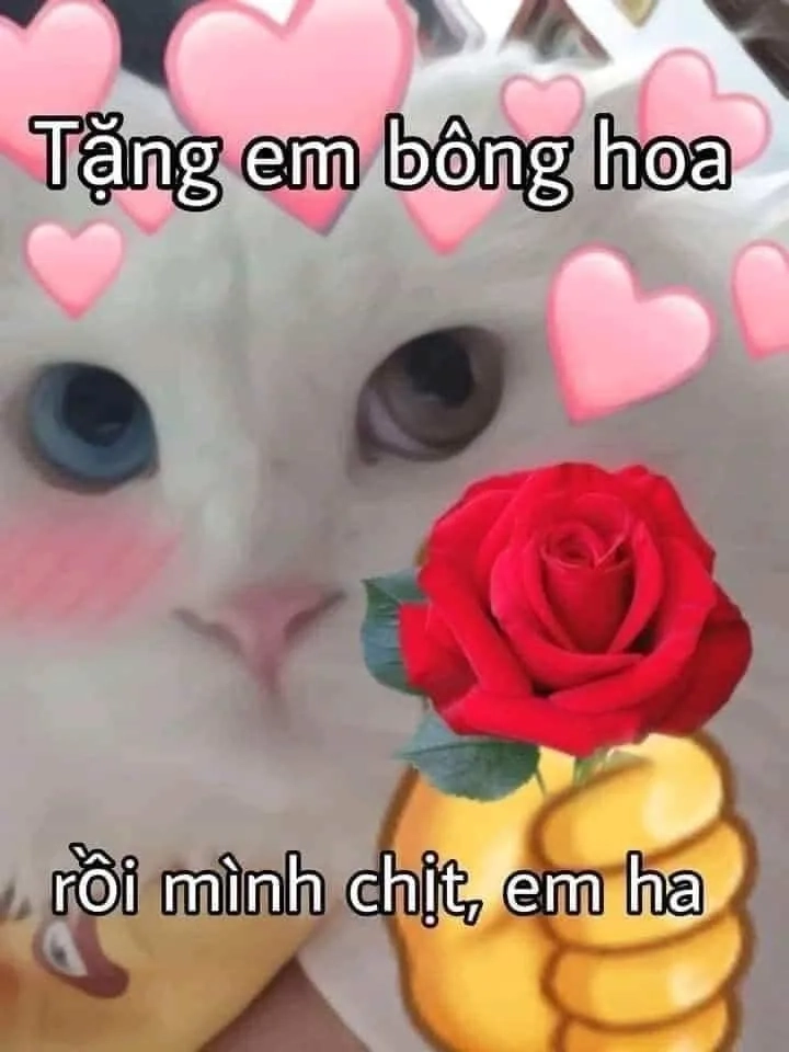 Meme tặng hoa mèo siêu dễ thương và ngọt ngào.