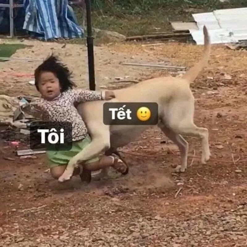 Đón xuân tràn ngập niềm vui qua meme tết mèo