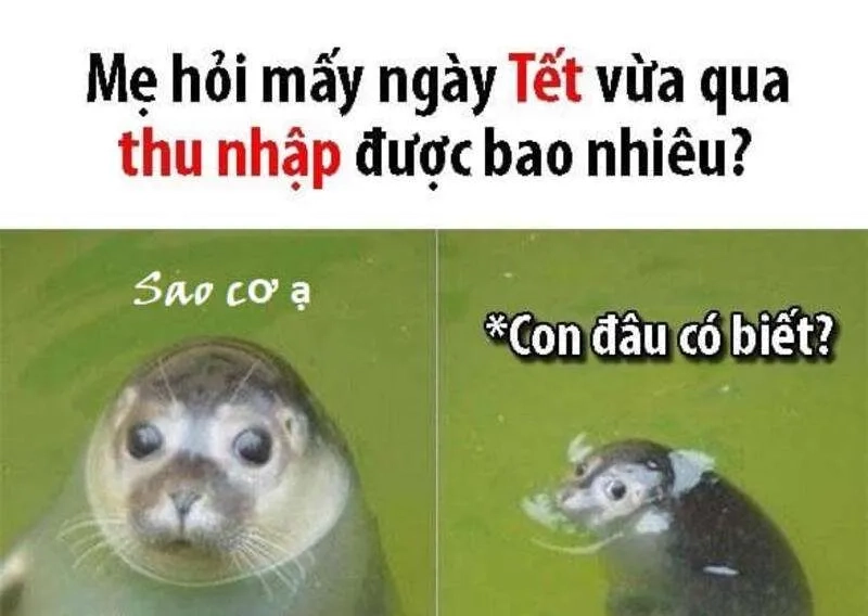 Trào lưu năm mới qua ảnh mèo meme tết 2024