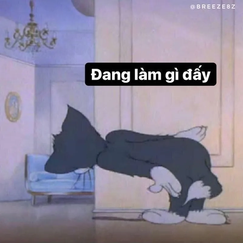 Cảm nhận sự hài hước và đáng yêu từ meme mèo đau tim