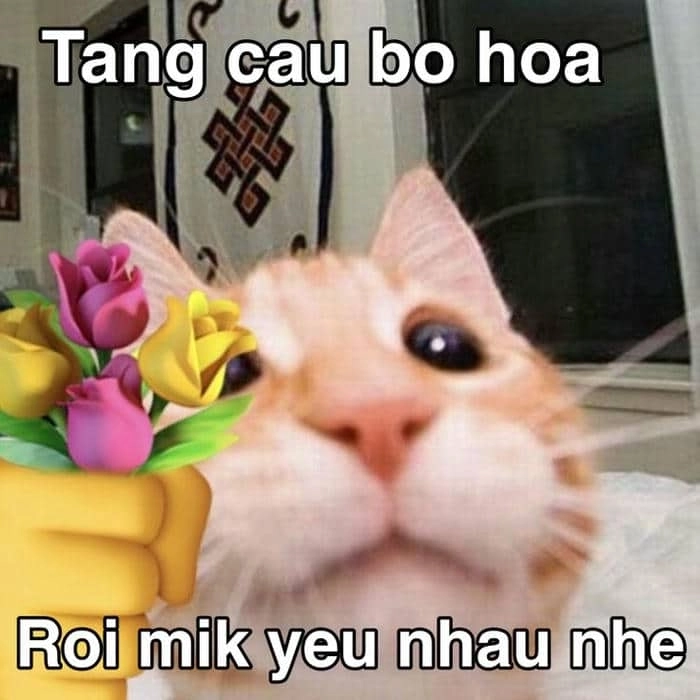 Đáng yêu không chịu nổi với mèo thả tim meme