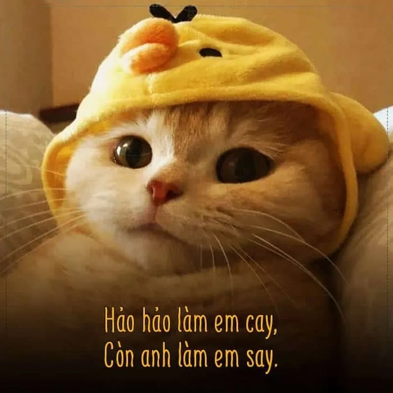 I love you kitty meme này cực kỳ ngọt ngào và dễ thương, khiến bạn thích ngay.