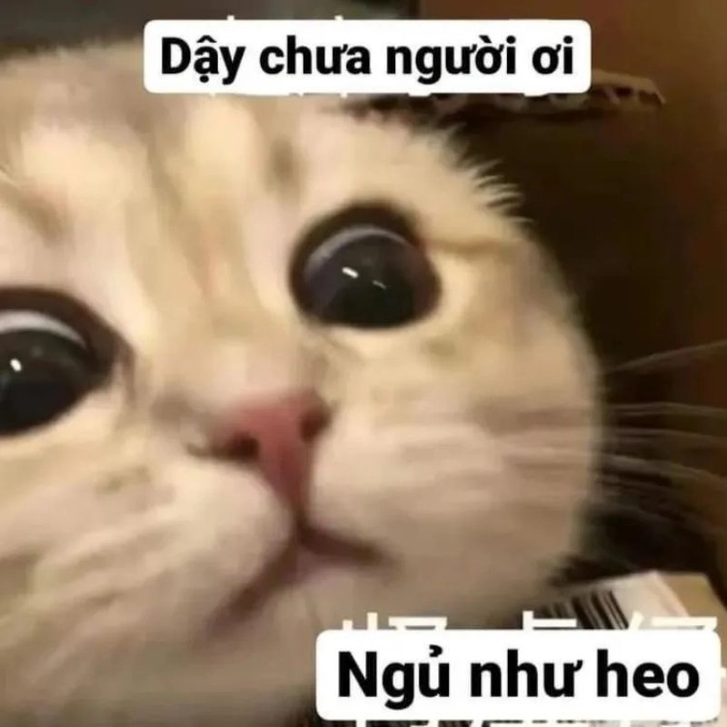 Thể hiện cảm xúc đa chiều qua meme mặt buồn nhưng vui độc đáo