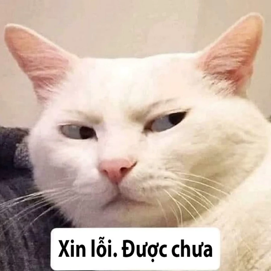 Cảm xúc chân thành qua meme em xin lỗi dễ thương