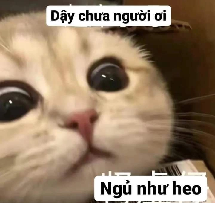 Ảnh mèo noel meme dễ thương, làm nóng mùa lễ