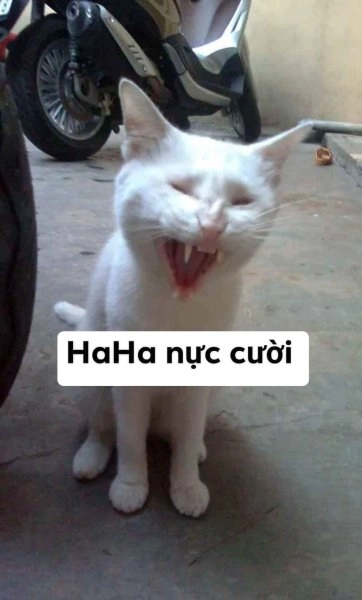 Há mồm ảnh chế meme mèo bựa cực chất, làm bùng nổ tiếng cười