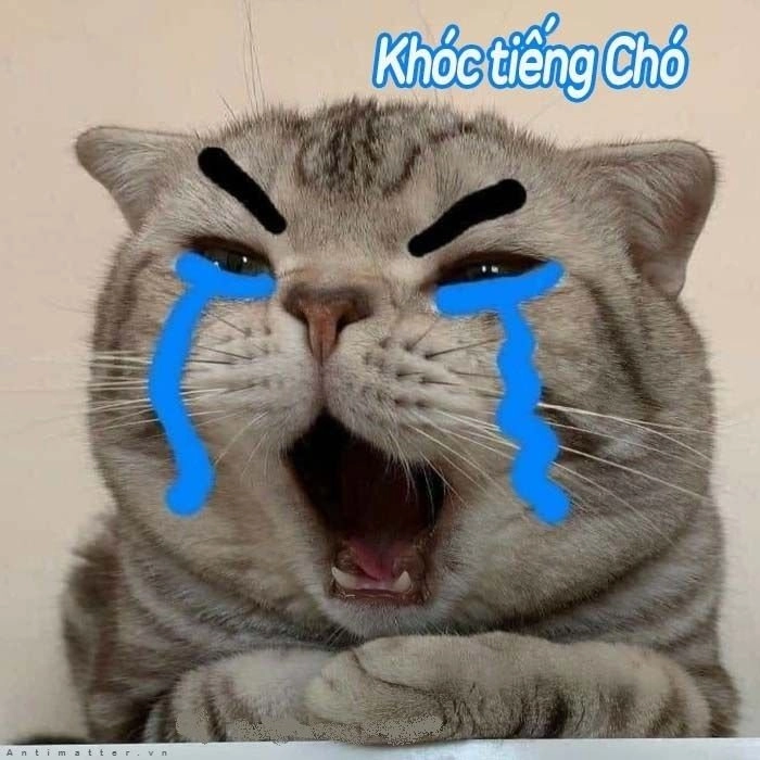 Meme mèo cười nhe răng ngộ nghĩnh, cực kỳ đáng yêu