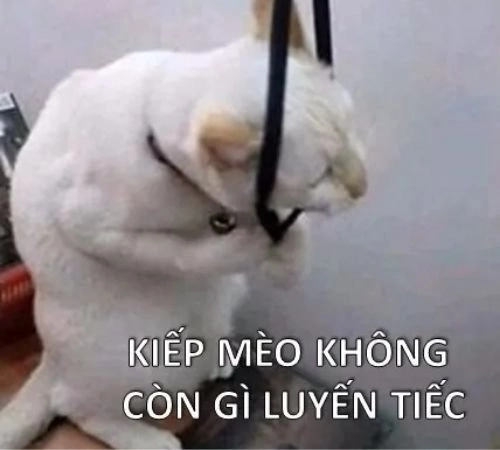 Meme mèo buồn dễ thương, biểu cảm cực kỳ cảm xúc