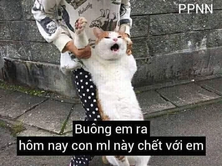 Meme mèo cầm súng siêu ngầu, phù hợp với mọi bài viết lầy