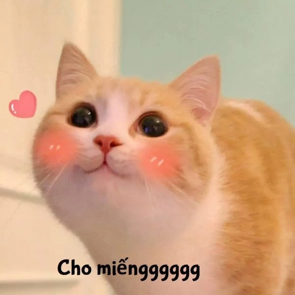 Meme mèo khóc cute biểu cảm siêu đáng yêu và ngộ nghĩnh