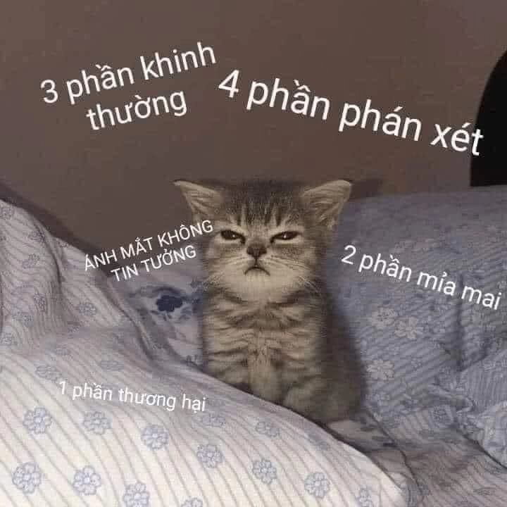 Ảnh chế meme mèo bựa cực lầy, khiến bạn cười nghiêng ngả