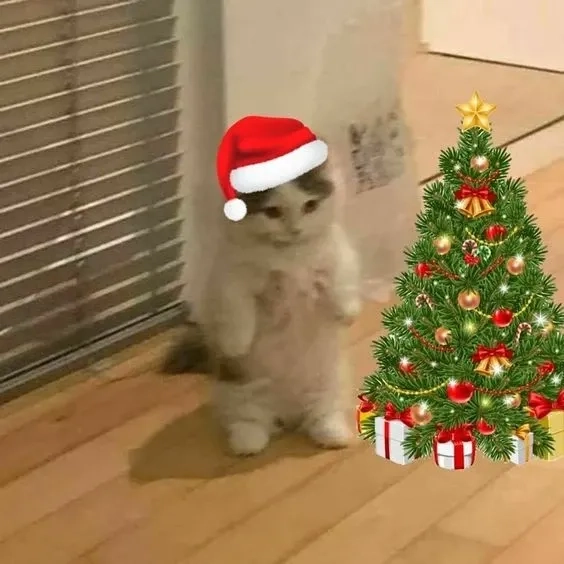 Ảnh noel mèo meme dễ thương sẽ là món quà ngọt ngào gửi đến mọi người