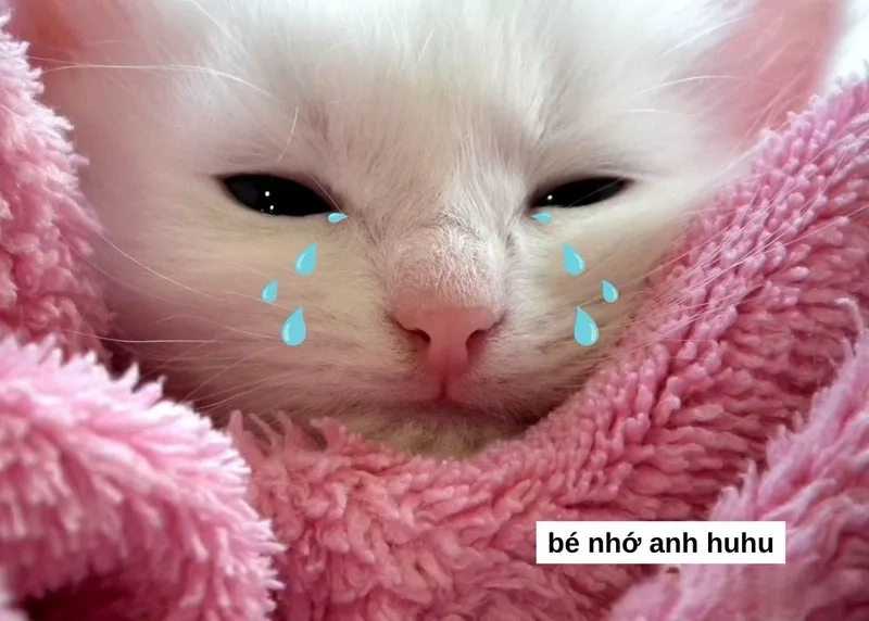 Meme tình yêu hài hước này sẽ khiến bạn phải bật cười vì sự ngọt ngào.